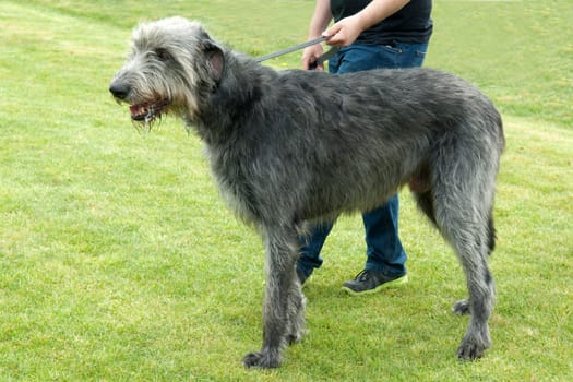 irischer Wolfshund