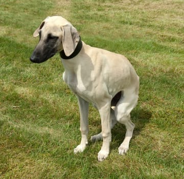 Kurzhaarsaluki, Saluki, Hunderasse, Windhund