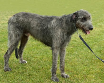 irischer Wolfshund