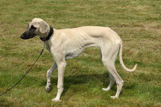 Kurzhaarsaluki, Saluki, Hunderasse, Windhund