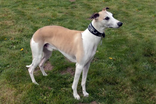 Kurzhaarsaluki, Saluki, Hunderasse, Windhund