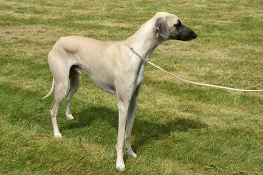 Kurzhaarsaluki, Saluki, Hunderasse, Windhund