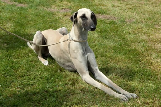 Kurzhaarsaluki, Saluki, Hunderasse, Windhund
