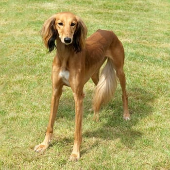 Saluki, Hunderasse, Windhund, Befederter
