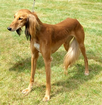 Saluki, Hunderasse, Windhund, Befederter