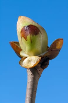 Kastanienknospen