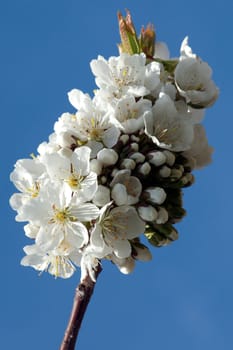 Kirschbaumblueten