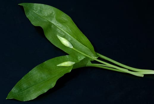 Baerlauch  Allium  ursinum