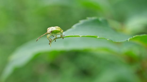 Bugs are insects and belong to the order of beak bugs. Of the approximately 40,000 known species worldwide, about 3000 live in Europe.