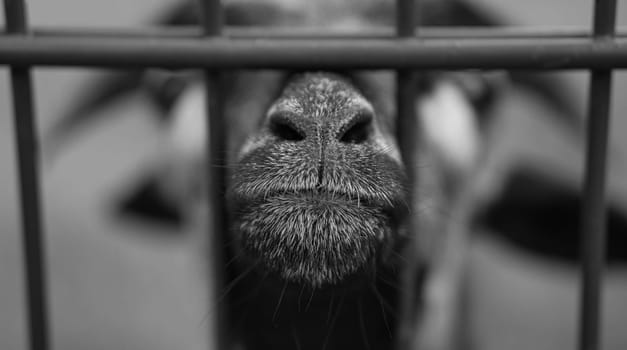 a goat in portrait where the snout is stretched towards. the snout is the sharp and meaningful point in the animal photo. in black white