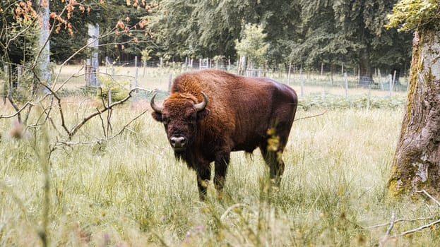 bison at the waterhole cooling down. big mammal in brown with big horns. meadow for grazing around the water