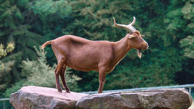Goat buck on a stone, with horn posing. Animal shot with nature in background. detail and texture shot
