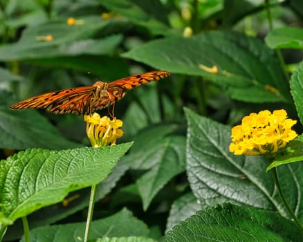 colorful butterfly on a leaf, flower. elegant and delicate. colorful, fragile, and dreamlike beauty