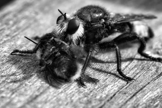 Yellow murder fly or yellow robber fly as black and white image with a bumblebee as prey. The insect is sucked out by the hunter. Yellow black hairs cover the hunter. Macro shot from nature
