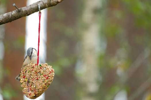 Nuthatch, observed at a feeder heart feeding in the forest. Small gray and white bird. Animal photo from nature