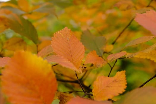 colorfull red and green leaves on tree in autumn time.