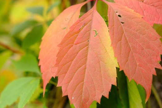 red leaves in autumn of wild grape.