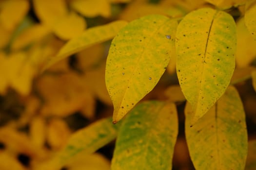 Autumn leaves on the sun. Fall blurred background. Yellow leaves.
