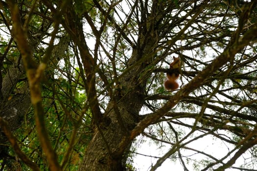 Squirrel on the tree. High quality photo, Selective focus.