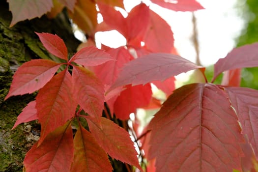 red leaves in autumn of wild grape.