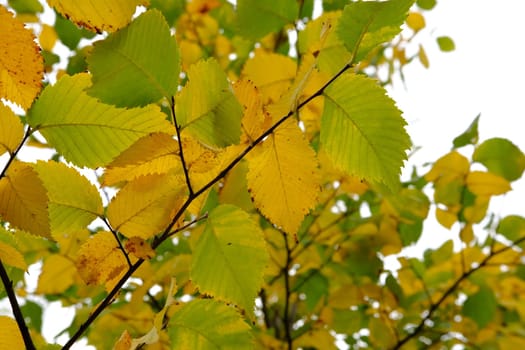Autumn leaves on the sun. Fall blurred background. Yellow leaves.
