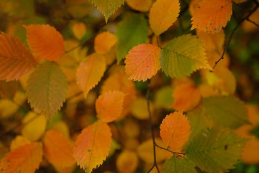 colorfull red and green leaves on tree in autumn time.