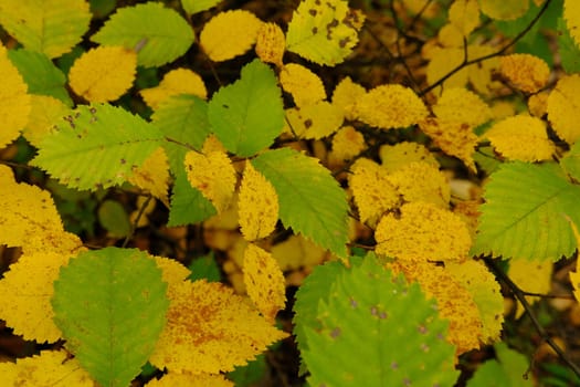 Autumn leaves on the sun. Fall blurred background. Yellow leaves.