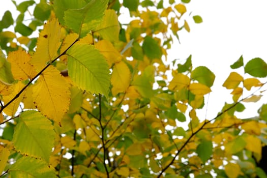 Autumn leaves on the sun. Fall blurred background. Yellow leaves.