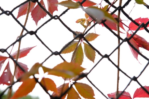 red leaves in autumn of wild grape on the metal fance.