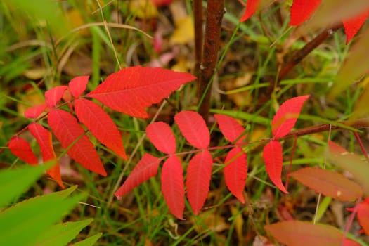 colorfull red and green leaves on tree in autumn time.