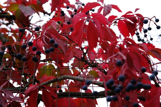 red leaves in autumn of wild grape on the metal fance.