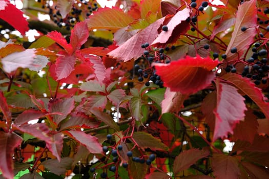 red leaves in autumn of wild grape on the metal fance.