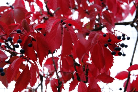 red leaves in autumn of wild grape on the metal fance.