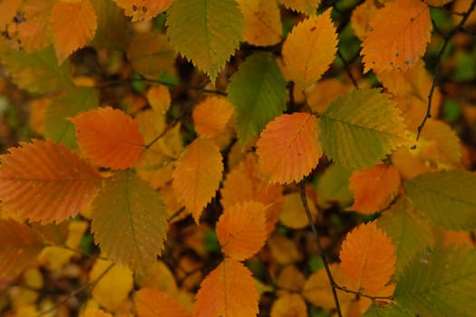colorfull red and green leaves on tree in autumn time.