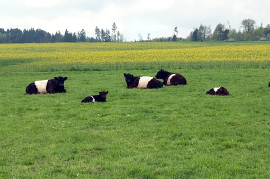 Galloway-Sattelrind, Belted, Galloway