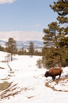 Big Buffalo roam down into the valley from up high on the hill