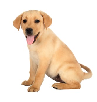 Cute puppy with pink tongue and black nose