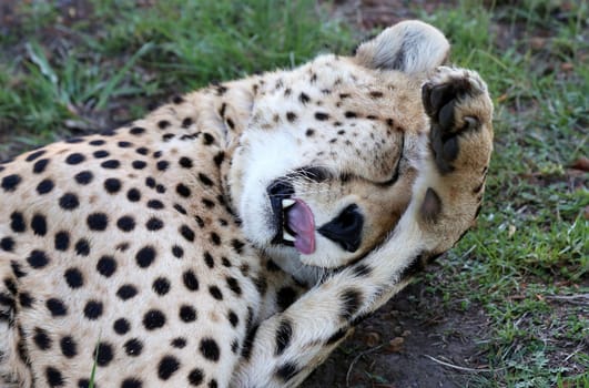 Cheetah with paw on it's head as if it has a headache or hangover