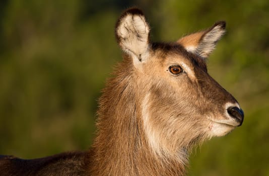 Portrait of a female waterbuck with large ears and shaggy coat