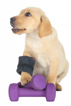 Cute Labrador puppy with weights and arm band isolated on white background.