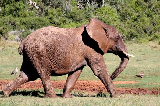 Large African Elephant moving in a hurry