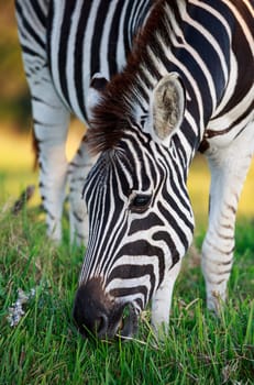 Close up of a Plains Zebra Grazing on Green Grass in Africa