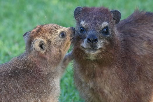 Cute Hyrax or Rock Rabbit baby talking to it's mother