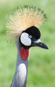 Squinted look from a beautiful crowned crane bird in South Africa