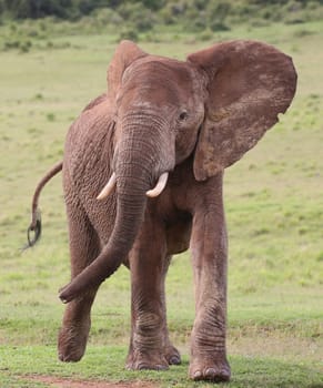 Large male African elephant with trunk extended smelling for water