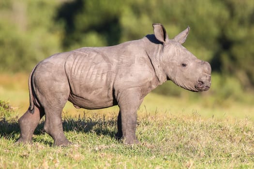 Cute baby white rhinoceros with ears pricked and alert