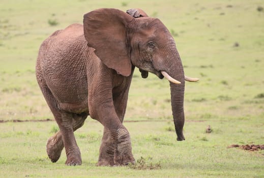 Large male African elephant with trunk extended smelling for water