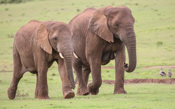 Family of African elephants walking acroos the green grass