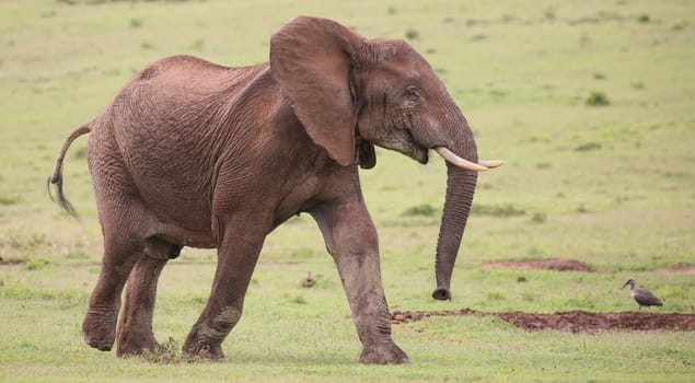 Large male African elephant with trunk extended smelling for water