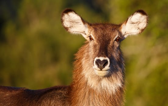 Portrait of a female waterbuck with large ears and shaggy coat
